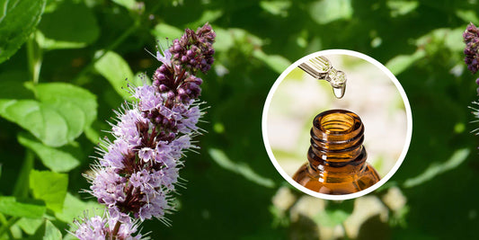 Unveiling the Seductive Secrets: Patchouli Essential Oils as Natural Aphrodisiacs